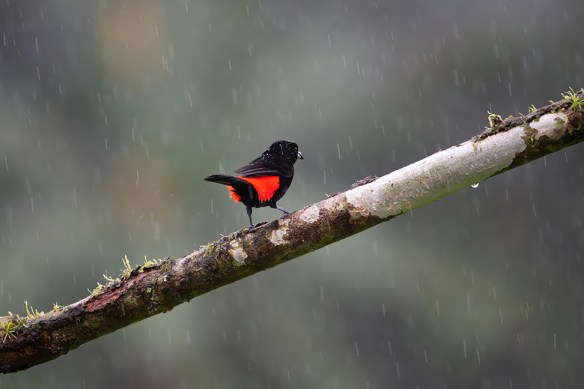 costa-rica-rain-bird